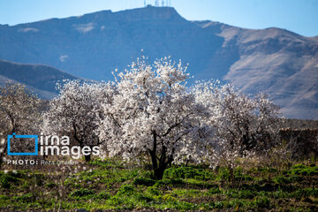 Early spring blossoms in Iran's Fars province