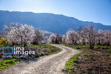 Early spring blossoms in Iran's Fars province
