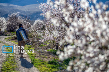 Early spring blossoms in Iran's Fars province