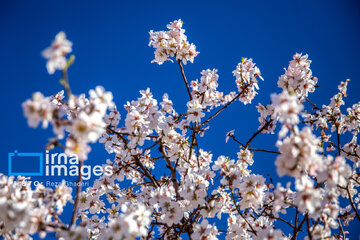 Early spring blossoms in Iran's Fars province