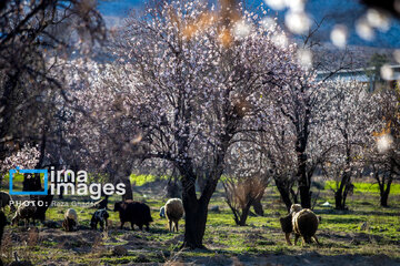 Early spring blossoms in Iran's Fars province