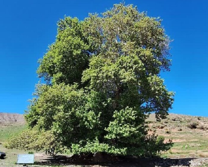 سه درخت کهنسال تربت‌حیدریه در فهرست میراث طبیعی کشور ثبت شدند