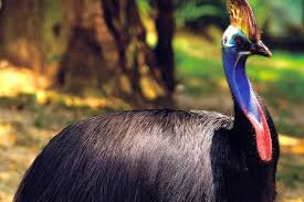 شترمرغ نیوزیلند چرا منقرض شد