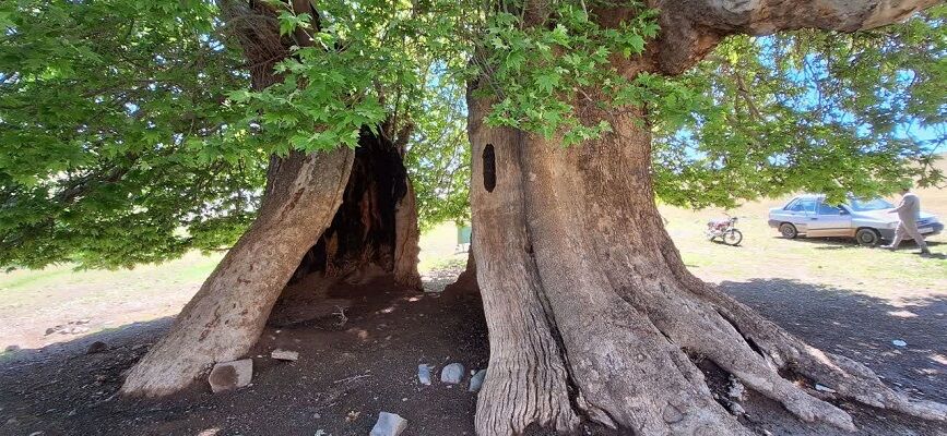 سه درخت کهنسال تربتحیدریه در فهرست میراث طبیعی کشور ثبت شدند سه درخت کهنسال تربتحیدریه در فهرست میراث طبیعی کشور ثبت شدند