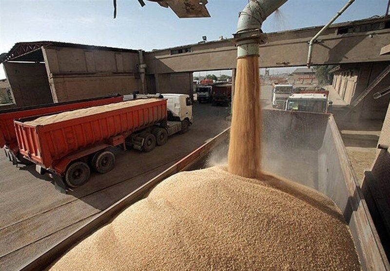 کیفیت ملاک بهای گندم؛ ناخالصی مشمول کاهش قیمت