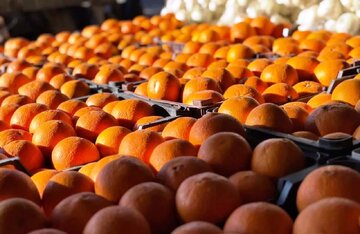 روند توزیع میوه تنظیم بازار در آذربایجان‌غربی ادامه دارد/ خللی در توزیع وجود ندارد