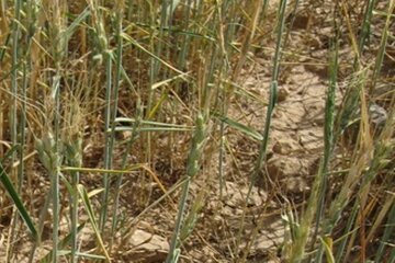 ۸۰ درصد مزارع گندم دیم بوشهر دچار خسارت شد