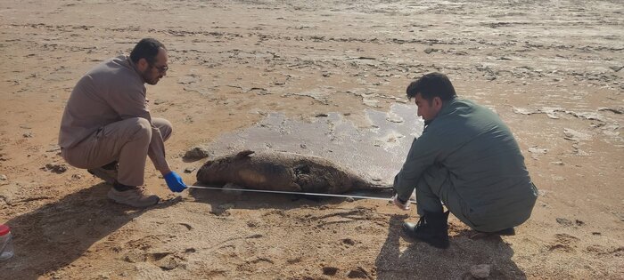 گونهای کمیاب از دلفین در سواحل هندیجان مشاهده شد