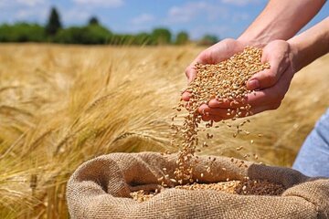خرید تضمینی گندم از جنوب‌ شرق کشور آغاز شد