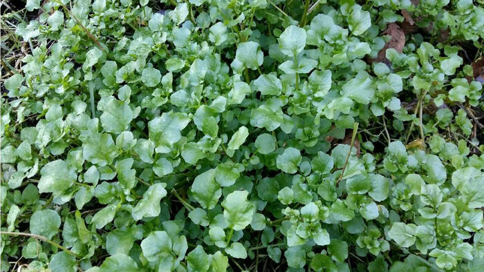 میراث «خانه تکانی»، گنجینهای از خُرده فرهنگها