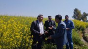سایه سرما بر مزارع دهلران؛خسارت ۲ هزار میلیارد تومانی به کشاورزان