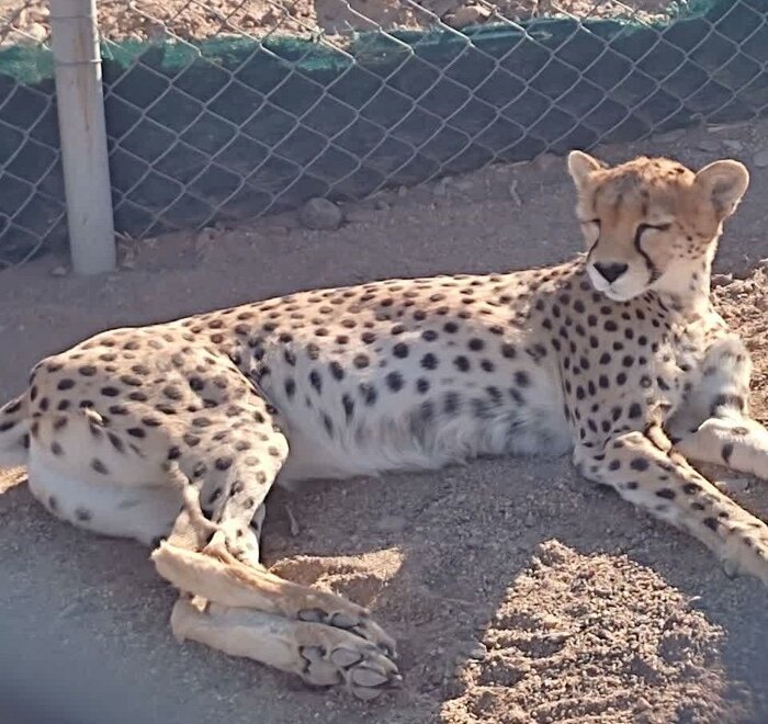 دلبر ماده یوز توران به «کلسیویروس» مبتلا شده بود