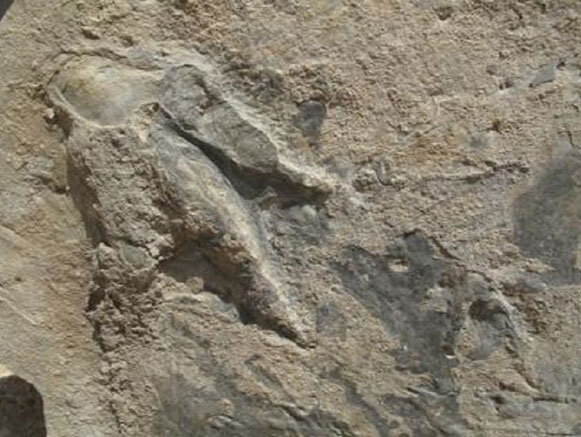 کرمان، جواهری نشسته بر نگین کویر