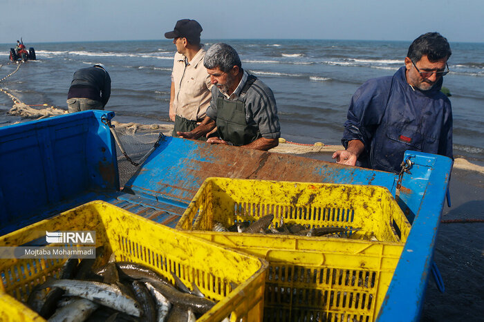 ۲ هزار و ۶۰۲ تن انواع ماهی استخوانی در گیلان صید شد