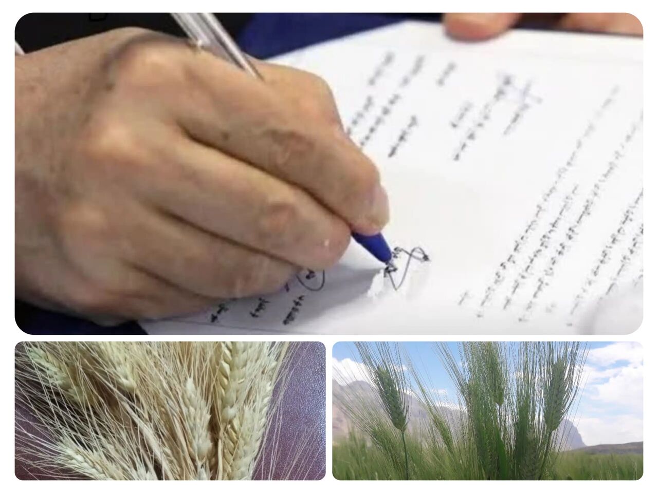 دانش تولید گندم دامون و آیسان در کرمانشاه به بخش خصوصی واگذار شد دانش تولید گندم دامون و آیسان در کرمانشاه به بخش خصوصی واگذار شد