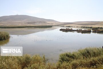 تالاب کانی برازان مهاباد، گنجینه ارزشمند از پرندگان کمیاب