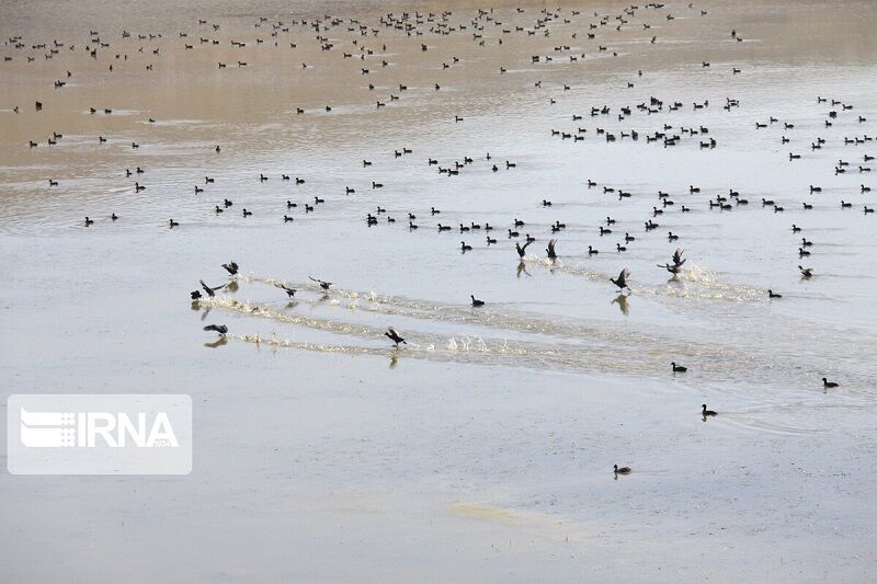 تالاب کانیبرازان با ورود هفت میلیون مترمکعب روانآب جان گرفت