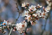 In photos: Spring blossoms in Iran’s Chaharmahal and Bakhtiari Province