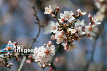 In photos: Spring blossoms in Iran’s Chaharmahal Va Bakhtiari Province