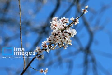 In photos: Spring blossoms in Iran’s Chaharmahal Va Bakhtiari Province