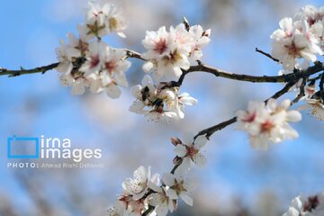 In photos: Spring blossoms in Iran’s Chaharmahal Va Bakhtiari Province
