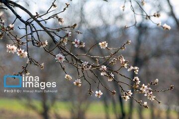In photos: Spring blossoms in Iran’s Chaharmahal Va Bakhtiari Province