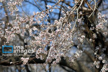 In photos: Spring blossoms in Iran’s Chaharmahal Va Bakhtiari Province