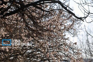 In photos: Spring blossoms in Iran’s Chaharmahal Va Bakhtiari Province