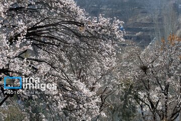 In photos: Spring blossoms in Iran’s Chaharmahal Va Bakhtiari Province