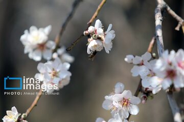 In photos: Spring blossoms in Iran’s Chaharmahal Va Bakhtiari Province