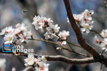 In photos: Spring blossoms in Iran’s Chaharmahal Va Bakhtiari Province