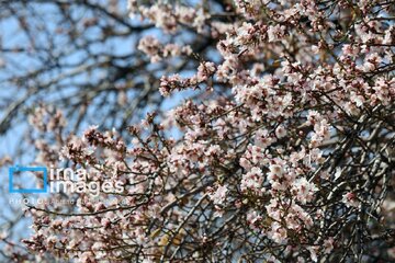 In photos: Spring blossoms in Iran’s Chaharmahal Va Bakhtiari Province