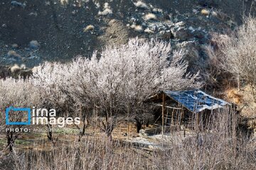 In photos: Spring blossoms in Iran’s Chaharmahal Va Bakhtiari Province