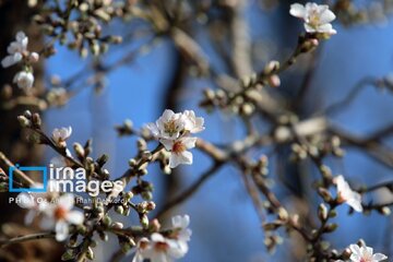 In photos: Spring blossoms in Iran’s Chaharmahal Va Bakhtiari Province