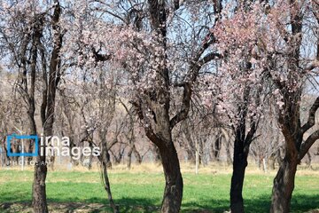 In photos: Spring blossoms in Iran’s Chaharmahal Va Bakhtiari Province