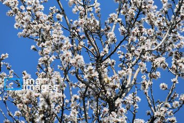 In photos: Spring blossoms in Iran’s Chaharmahal Va Bakhtiari Province