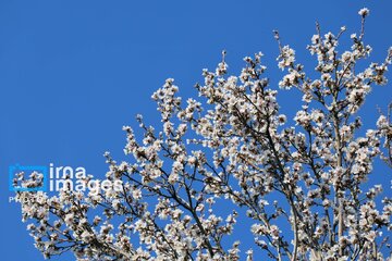 In photos: Spring blossoms in Iran’s Chaharmahal Va Bakhtiari Province