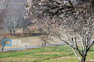 In photos: Spring blossoms in Iran’s Chaharmahal Va Bakhtiari Province