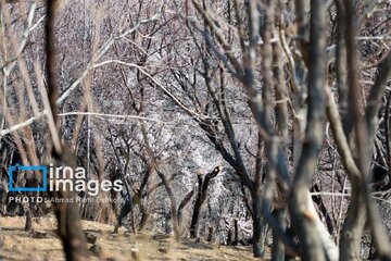In photos: Spring blossoms in Iran’s Chaharmahal Va Bakhtiari Province