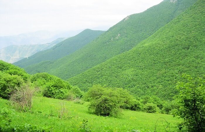 جنگل دیزمار ورزقان؛ زمردی درخشان در دل کوههای آذربایجان