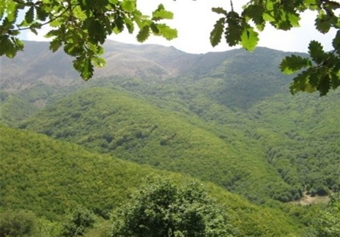 جنگل دیزمار ورزقان؛ زمردی درخشان در دل کوههای آذربایجان