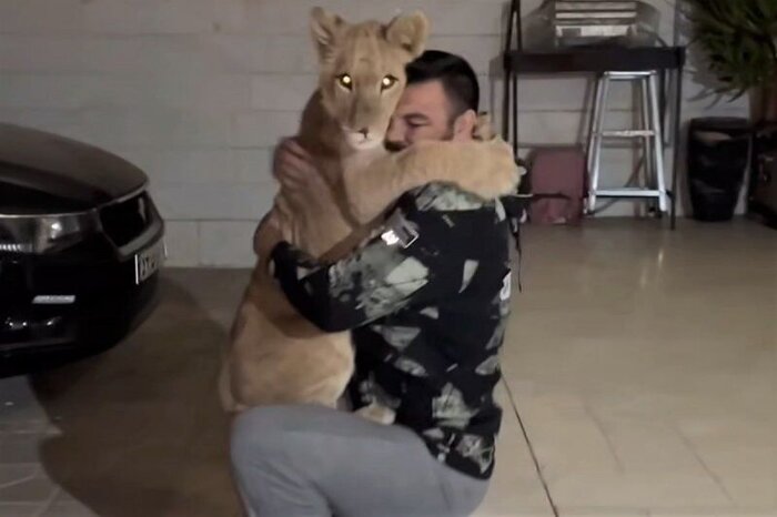 توله شیر ورزشکار متخلف به سازمان حفاظت محیطزیست تحویل داده شد