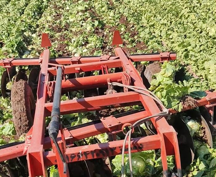 دسترنجی که سرما به باد داد