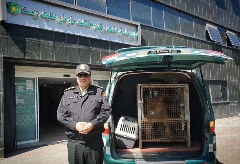 توله شیر ورزشکار متخلف به سازمان حفاظت محیطزیست تحویل داده شد توله شیر ورزشکار متخلف به سازمان حفاظت محیطزیست تحویل داده شد