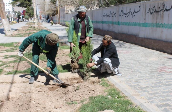 غرس بیش از ۳۰ هزار اصله نهال در مناطق مختلف ولایت هرات غرس بیش از ۳۰ هزار اصله نهال در مناطق مختلف ولایت هرات
