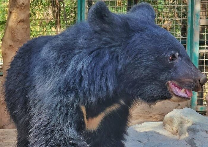 انقراض یوزپلنگ آسیایی در صورت تامین نشدن اعتبار حفاظت قطعی است