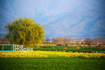 Los campos de colza