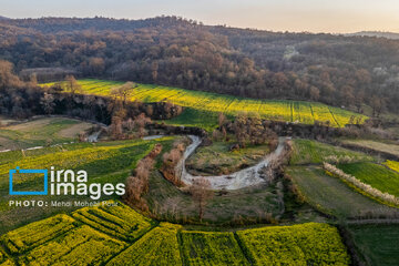 Los campos de colza