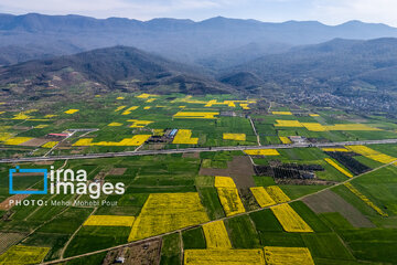 Los campos de colza