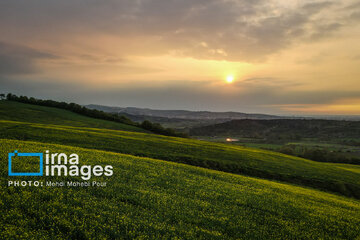 Los campos de colza